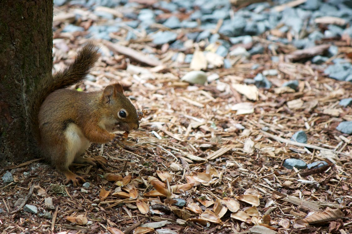 Ilmainen kuvapankkikuva tunnisteilla eläin, orava Kuvapankkikuva