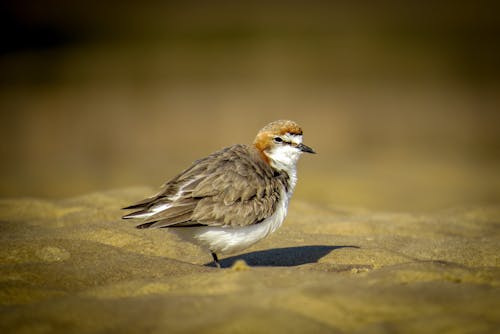 Free Shallow Focus Photo of a Semipalmated Plover Stock Photo