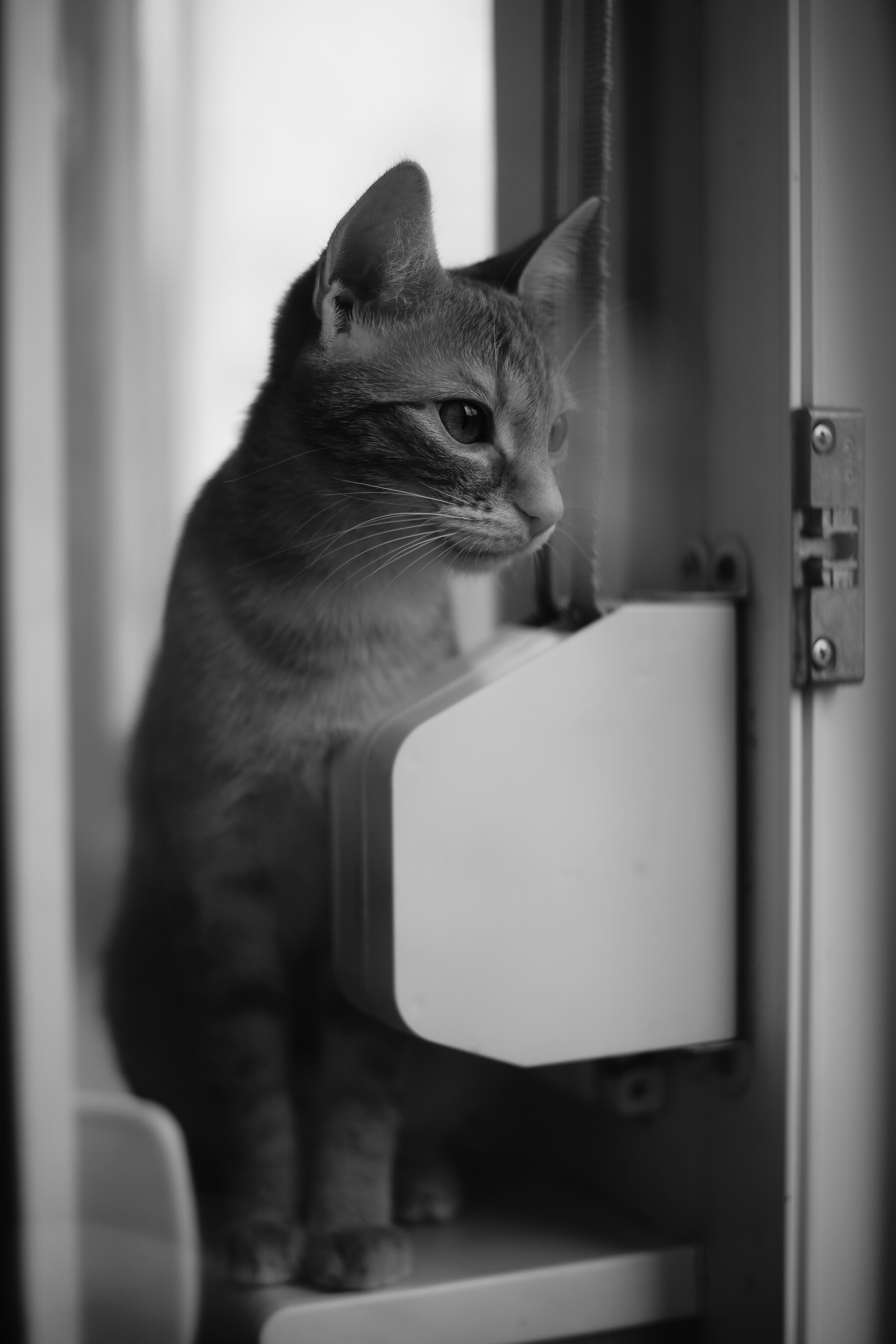 A cute cat curiously looks outside through a glass window in grayscale.