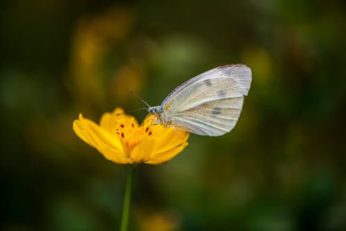 Fotobanka s bezplatnými fotkami na tému bezstavovce, hmyz, jemný