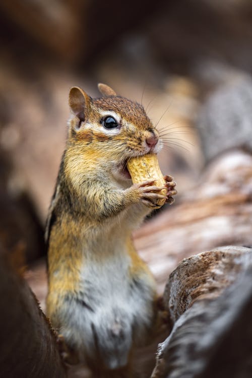 Free Cute brown Siberian chipmunk holding and gnawing nut while standing on tree log in autumn forest Stock Photo