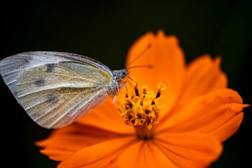 Close-Up Shot of a Butterfly Perched on an Orange Flower