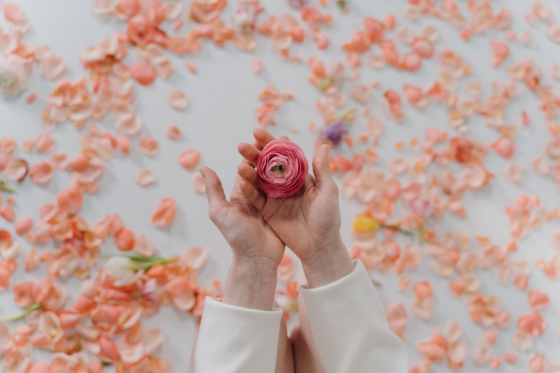 A minimalist composition featuring hands holding a pink ranunculus flower amidst scattered peach petals.
