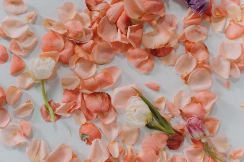Free Close-up of scattered pink rose petals with tulips on a white background, creating a delicate floral arrangement. Stock Photo