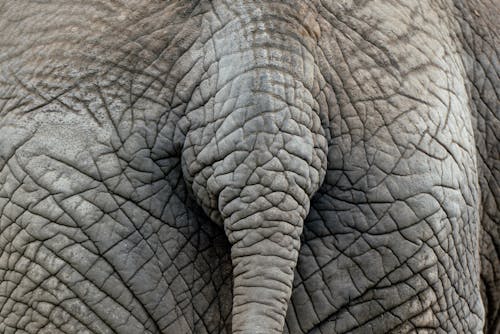 Close-Up Photo of an Elephant's Skin