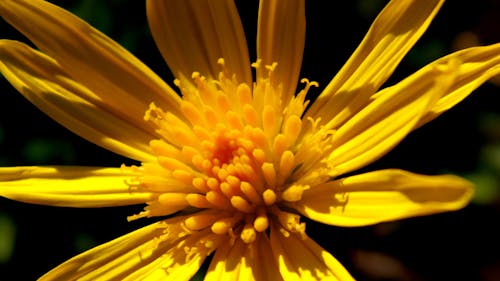Free Yellow Flower Photo Stock Photo