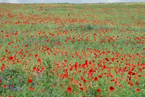 Free Red Poppy Flowers Blooming on Green Grass Field Stock Photo