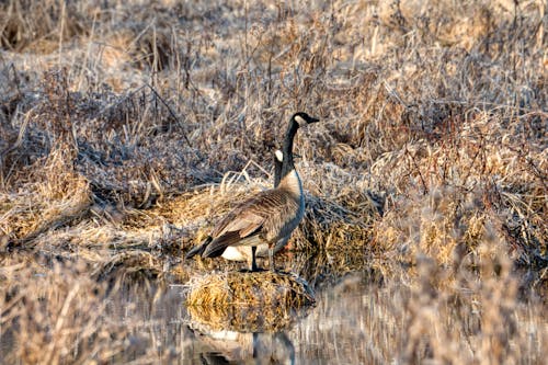 Photo of Canadian Geese Near Dry Grass