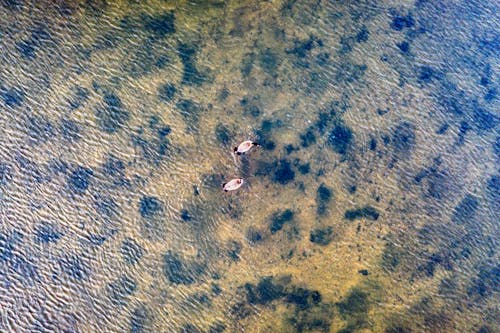 Drone Shot of Canada Geese