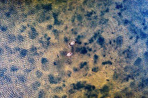 Free Drone shot capturing two Canada geese swimming on clear lake waters in Minneiska, Minnesota. Stock Photo
