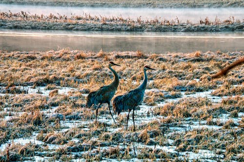 hayvanlar, kuşlar, sandhill crane içeren Ücretsiz stok fotoğraf