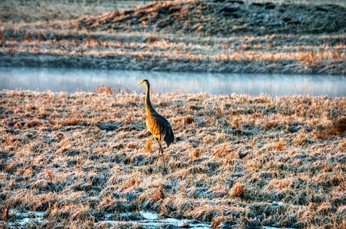 hayvan, kuş, sandhill crane içeren Ücretsiz stok fotoğraf