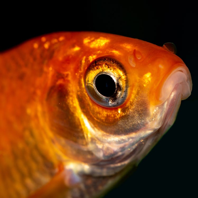 Macro Shot Of A Goldfish