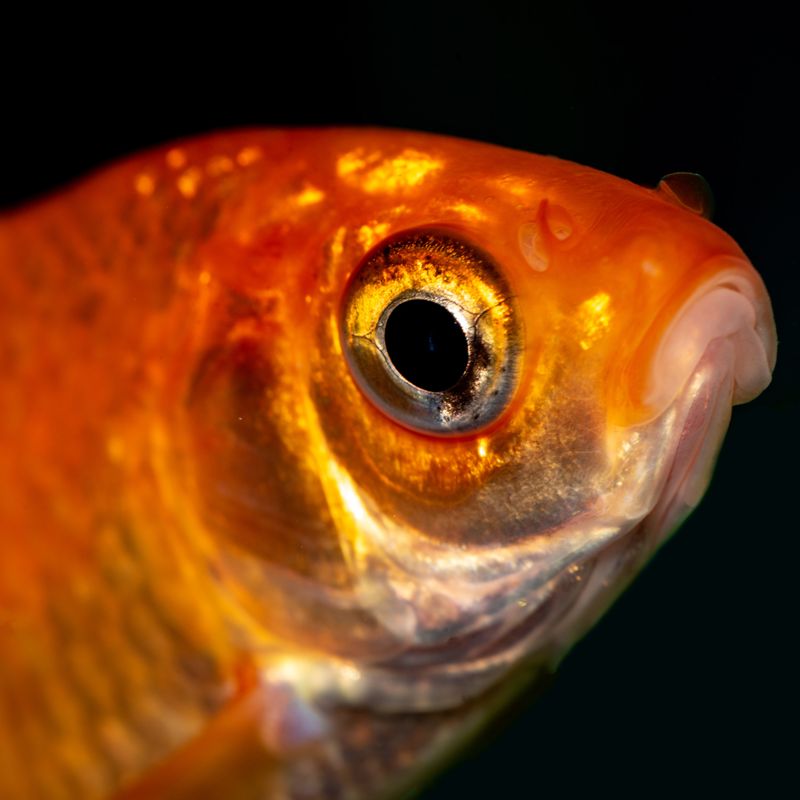 Aquário 20 Litros com Filtro e Iluminação