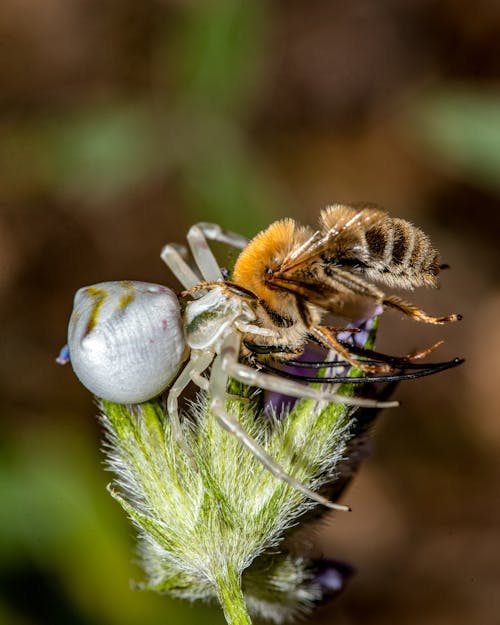  Spider on a Flower in Close Up Photography