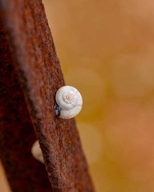 White Snail on Rusty Surface