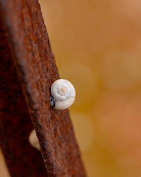 Macro shot of a snail shell spiraling on a rusty metal surface, set against a blurred warm background.