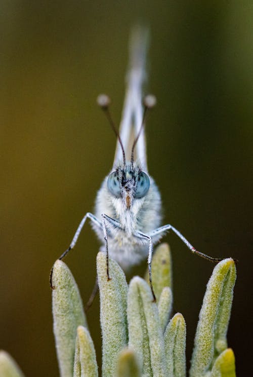 Fotobanka s bezplatnými fotkami na tému anténa, bezstavovce, jemný