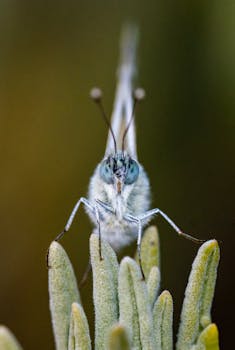 Detailed macro shot of a butterfly resting on foliage, showcasing its delicate features.