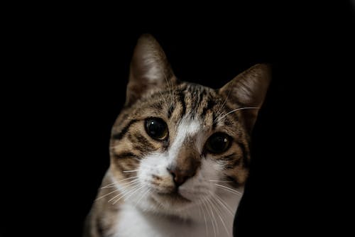 Free Close-Up Shot of a Tabby Cat Stock Photo