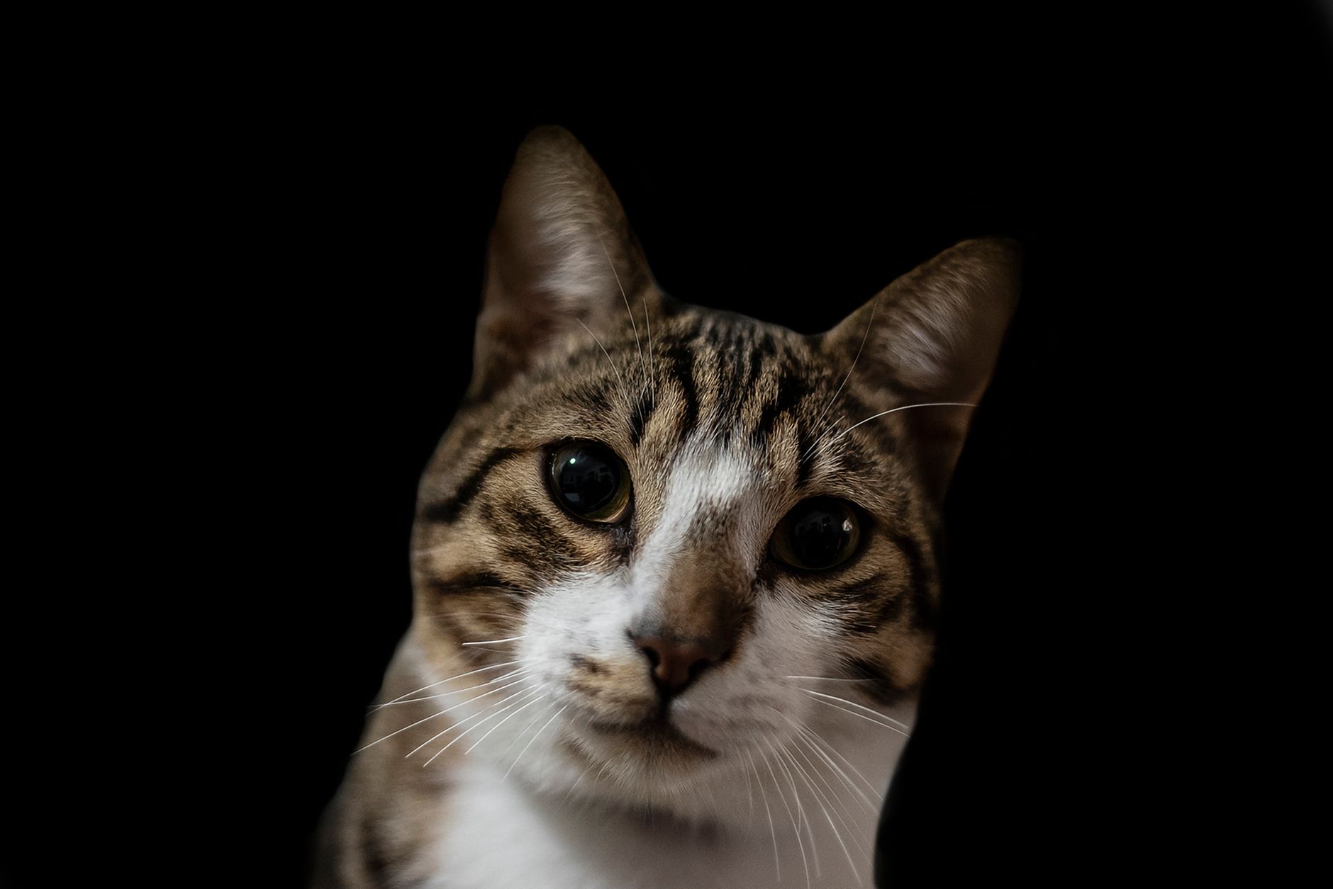 Veterinary care for a cat