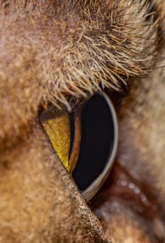 Macro photograph capturing the intricate details of a camel's eye in sharp focus and vivid color.
