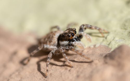 A Brown and Black Spider in Close-up Photography