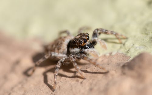 Foto stok gratis arakhnida, berbulu, binatang