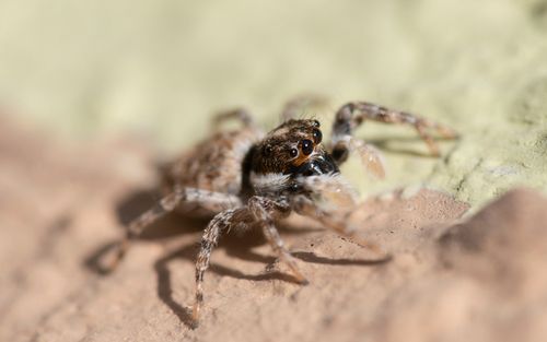 Free Detailed close-up of a jumping spider with focused eyes and hairy body on a natural surface. Stock Photo