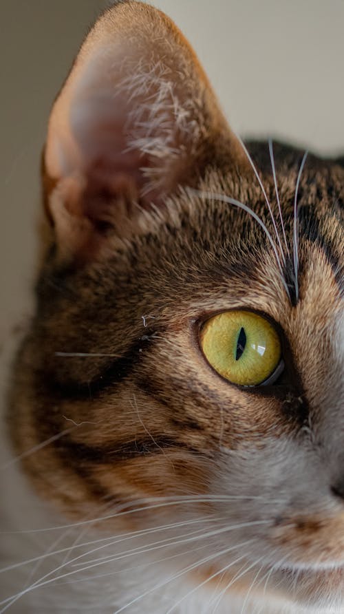 Бесплатное стоковое фото с вертикальный выстрел, глаз, домашняя кошка