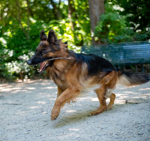 Dog Running with a Stick