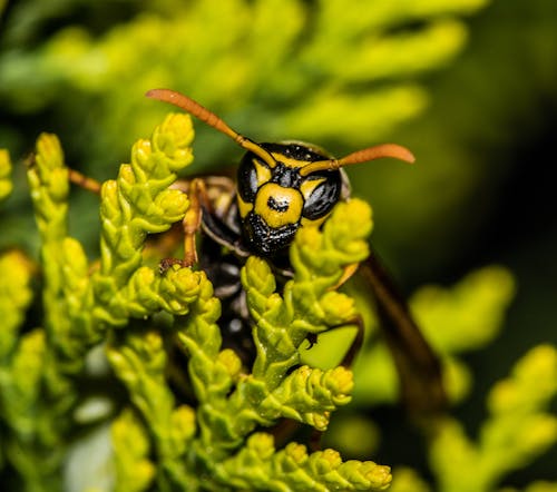 A Yellow and Black Bee on Green Flowers in Macro Photography