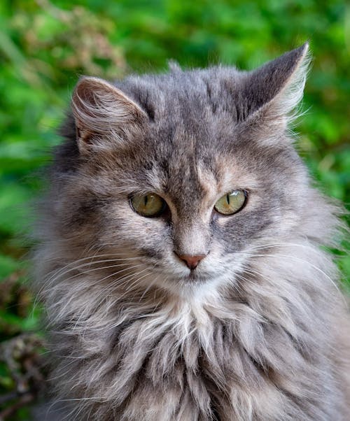 A Gray and White Long Fur Cat in Close-up Shot