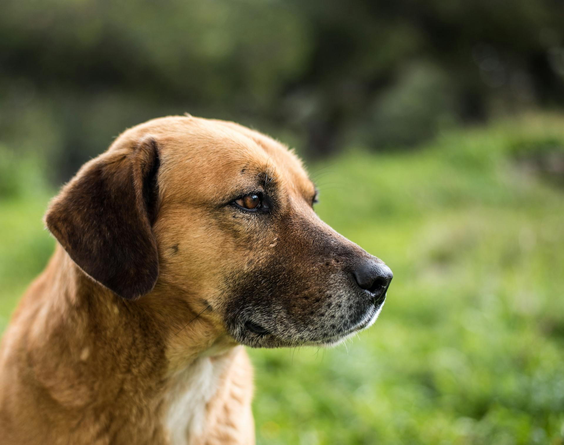 Brown Short Coated Dog