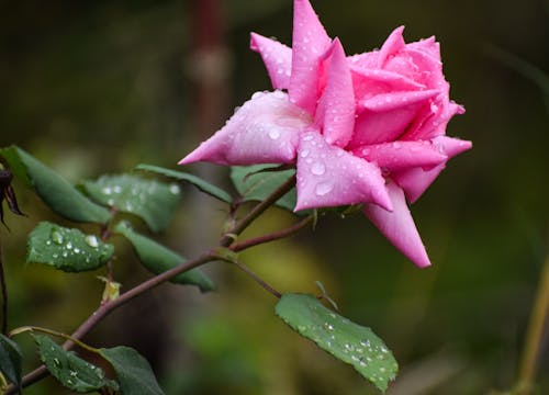 Free A Blooming Pink Rose with Water Droplets Stock Photo