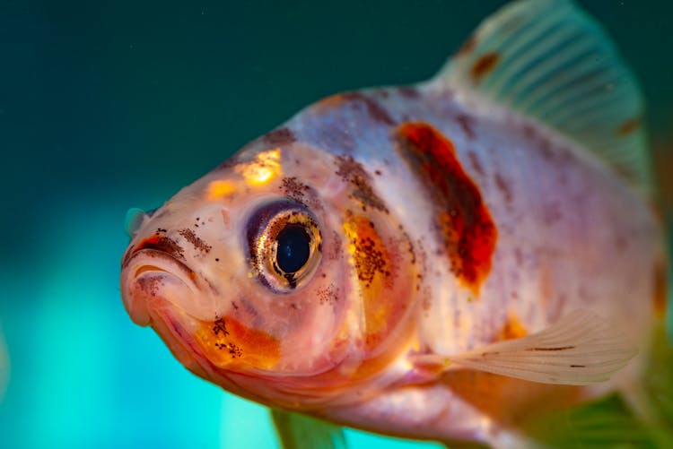 A White And Red Speckled Fish In Close-up Photography