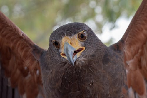 A Brown Bird in Close Up Photography