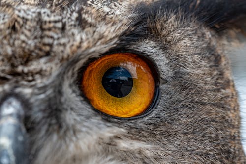 Macro Photography of an Owl's Eye