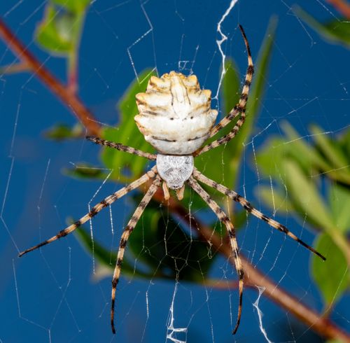 Free Close-up of a spider on a detailed web against a blurred natural background. Stock Photo