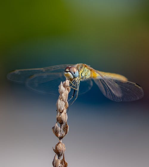 A Yellow Dragonfly on Withered Flowers in Close-up Photography