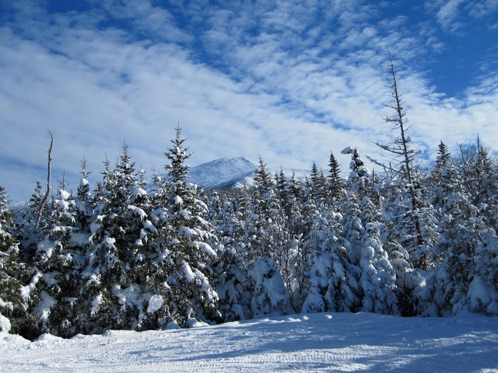 Gratis Immagine gratuita di alberi, foresta, inverno Foto a disposizione