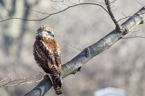 Photos gratuites de aviaire, branche d'arbre, faucon à queue rouge