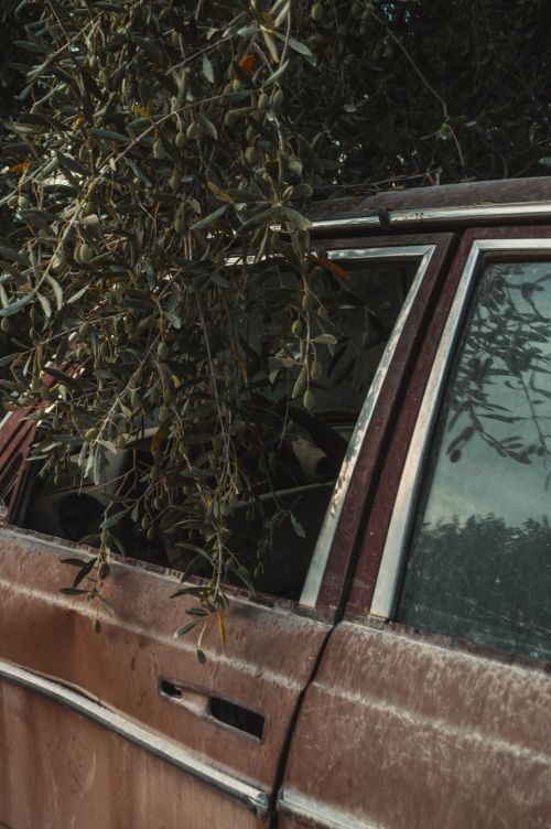 Free An abandoned vintage car covered in leaves and surrounded by nature in Ksamil, Albania. Stock Photo