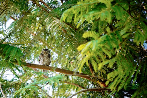 A Brown and White Owl on a Tree Branch