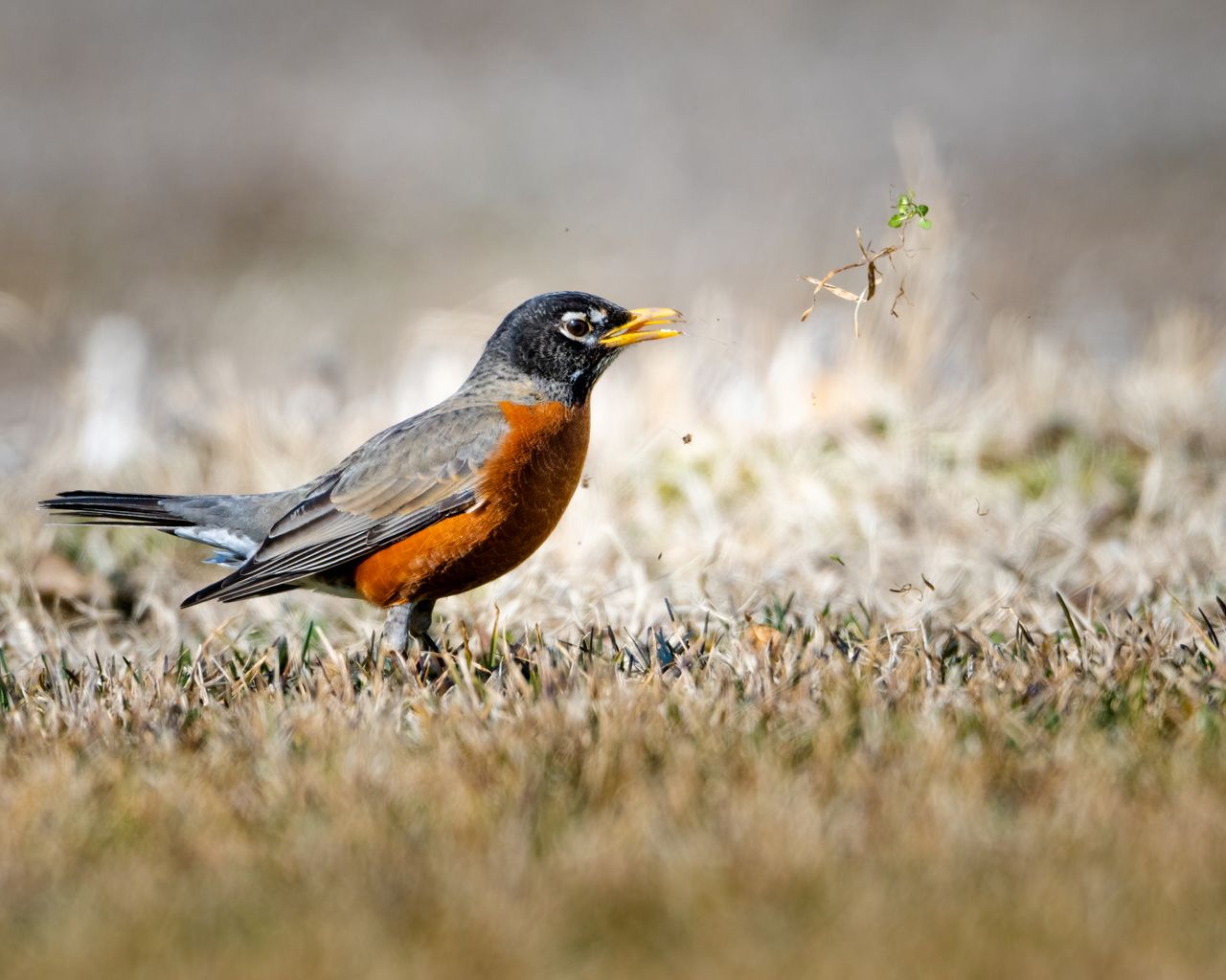 a detailed close up of an american robin perched in a grassy field sho