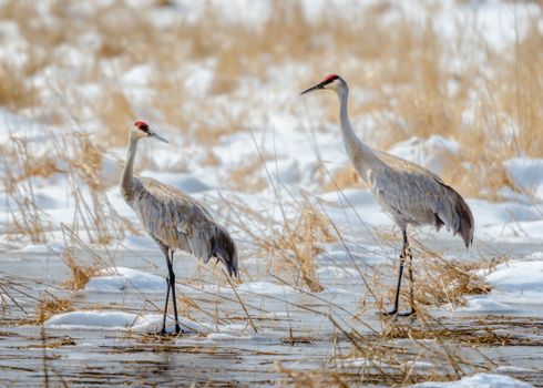 Sandhill cranes standing gracefully in snowy wetlands of Indiana, captivating wildlife scene.