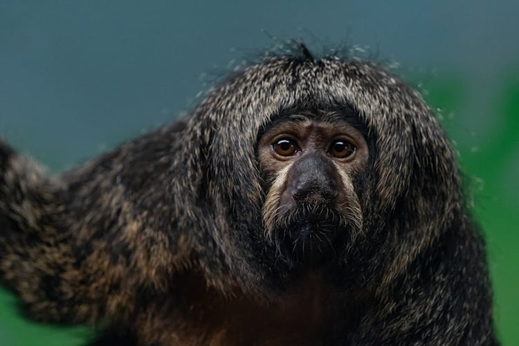 Close-up Of Black Saki Monkey 