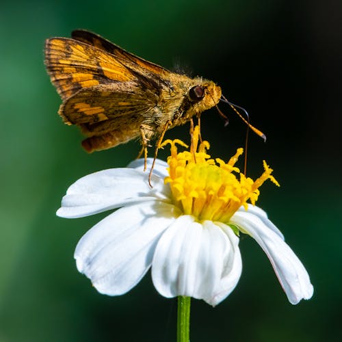 Close-Up Shot of a Brown Moth on a White Daisy