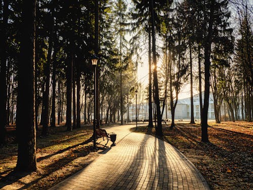 Paved Pathway on Park With Trees 