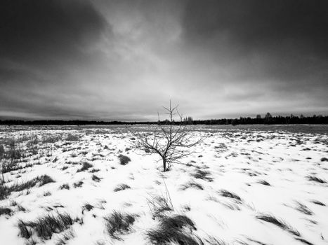 Solitary tree in a vast snowy field under dramatic overcast skies.